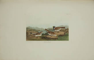 Lapland Long-spur