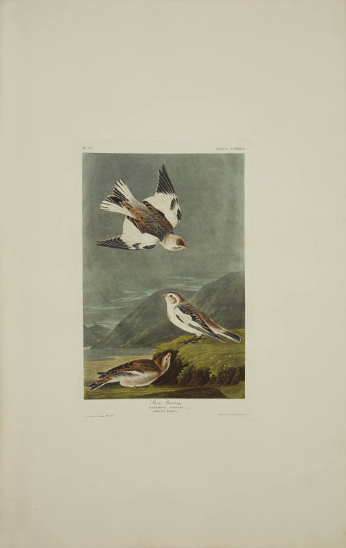 Snow Bunting