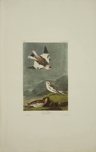 Snow Bunting
