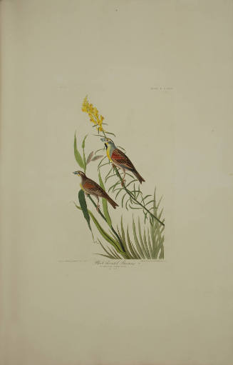 Black-throated Bunting