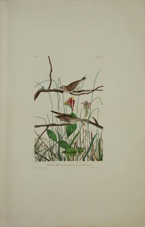 Savannah Finch