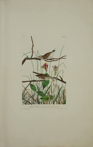Savannah Finch