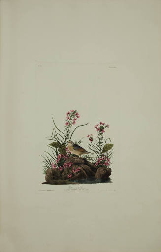 Yellow-winged Sparrow