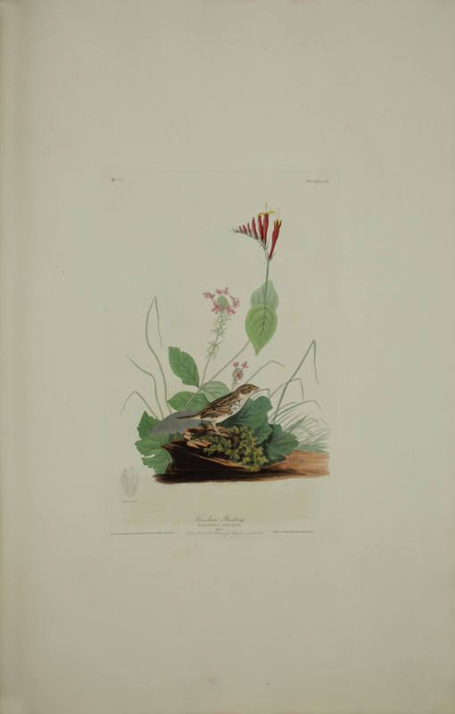 Henslow's Bunting