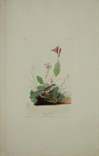 Henslow's Bunting