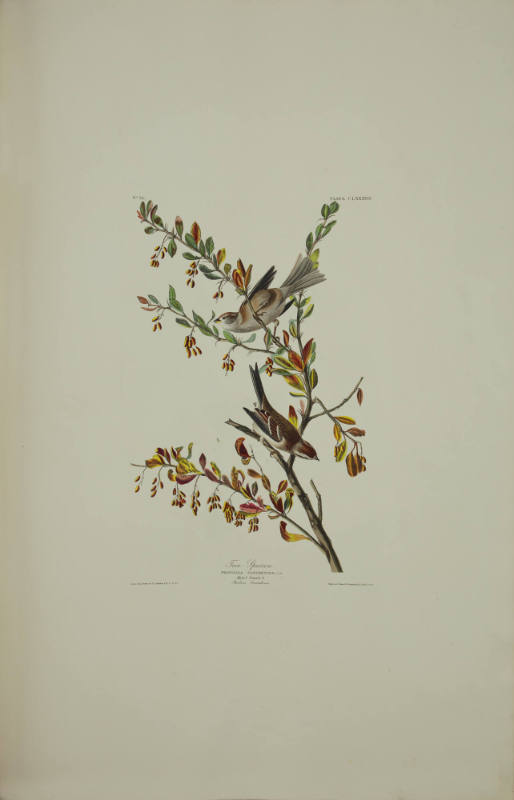 Tree Sparrow