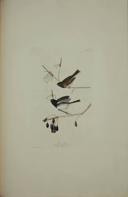Snow Bird