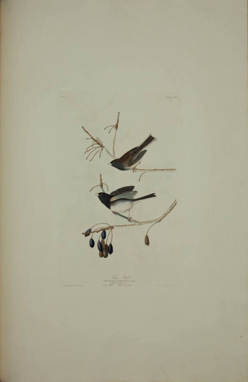 Snow Bird