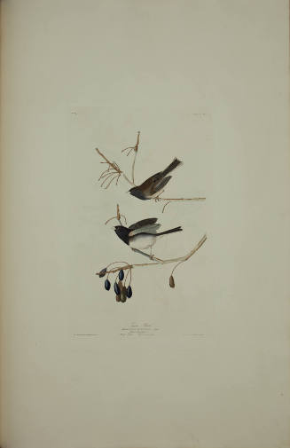 Snow Bird