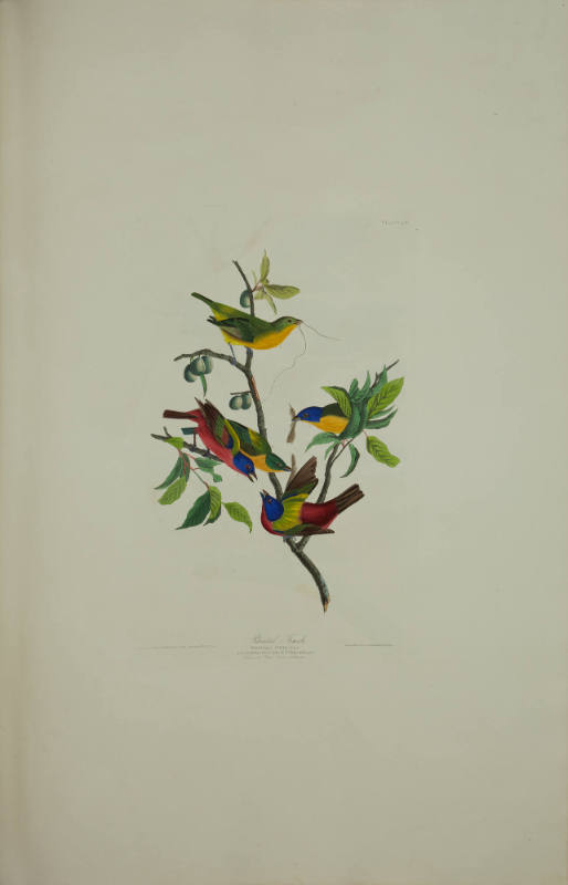 Painted Finch