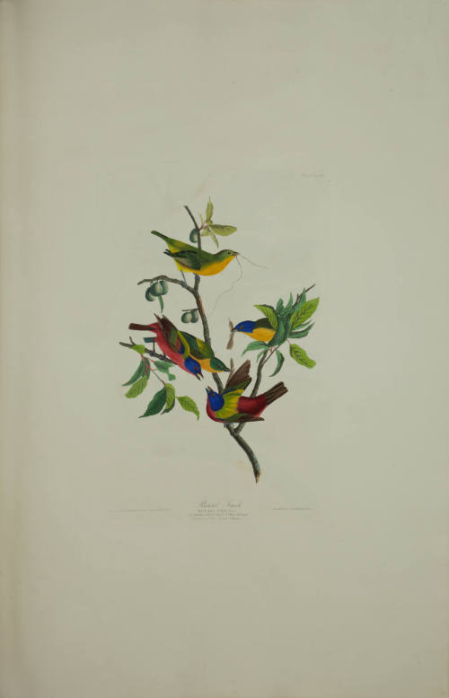 Painted Finch
