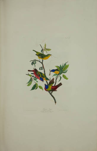 Painted Finch