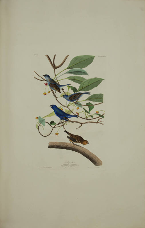 Indigo Bird