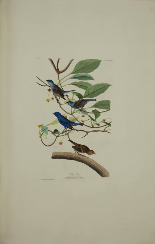 Indigo Bird