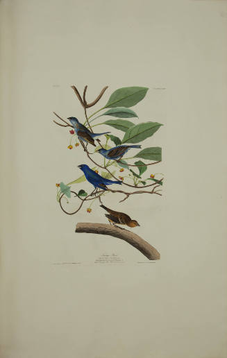 Indigo Bird