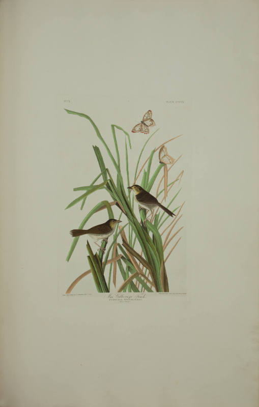 MacGillivray's Finch