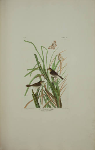 MacGillivray's Finch