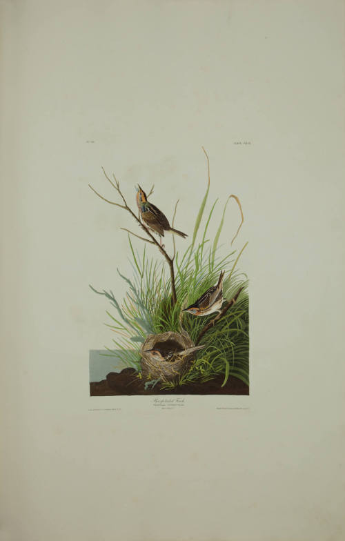 Sharp-tailed Finch