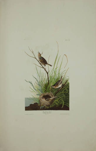 Sharp-tailed Finch
