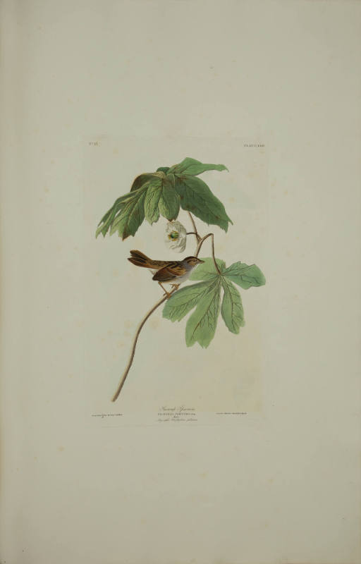 Swamp Sparrow