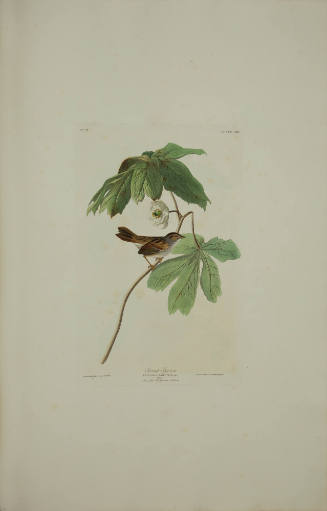 Swamp Sparrow