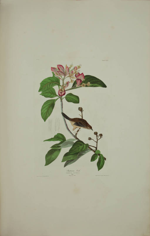Bachman's Finch