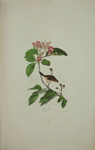 Bachman's Finch