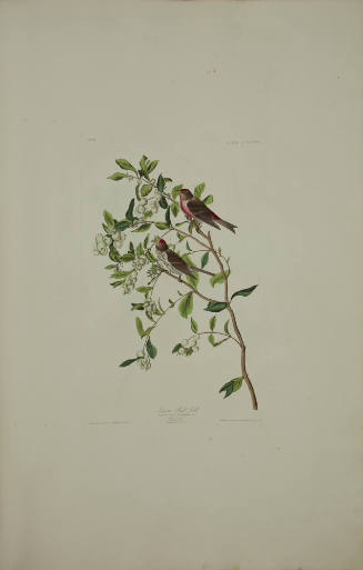 Lesser Red-Poll