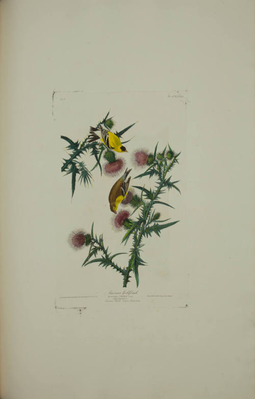 American Goldfinch