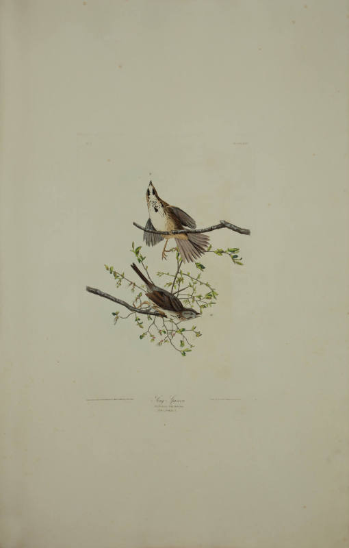 Song Sparrow