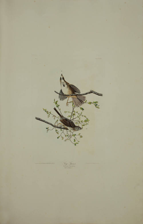 Song Sparrow