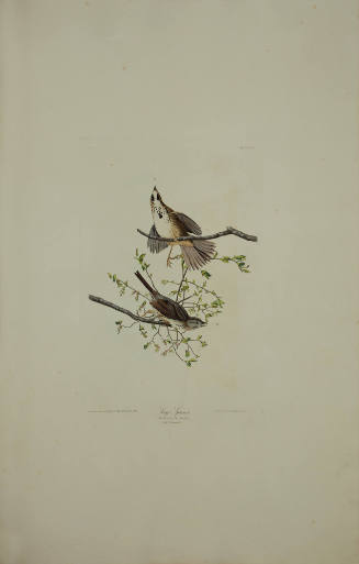 Song Sparrow