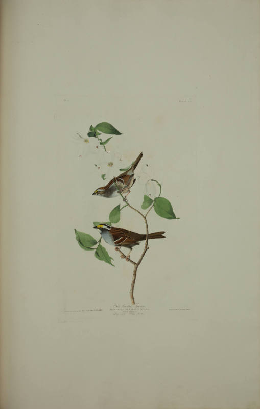 White throated Sparrow