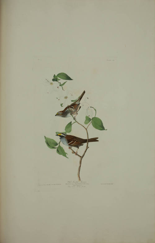 White throated Sparrow