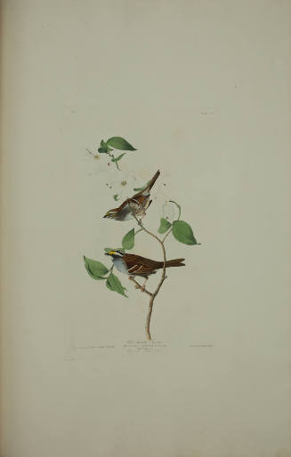 White throated Sparrow