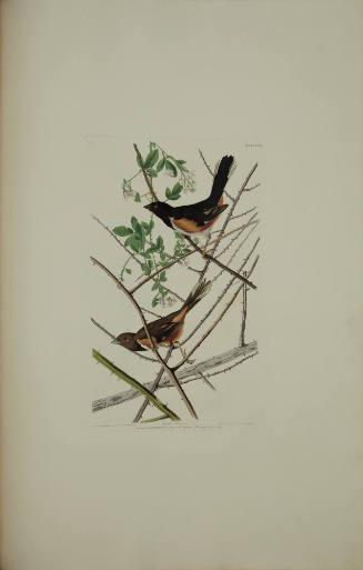 Towhe Bunting