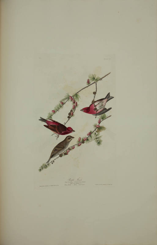 Purple Finch