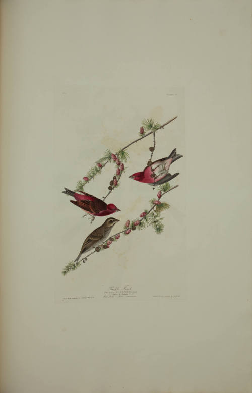 Purple Finch