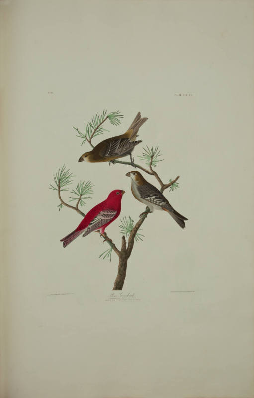 Pine Grosbeak