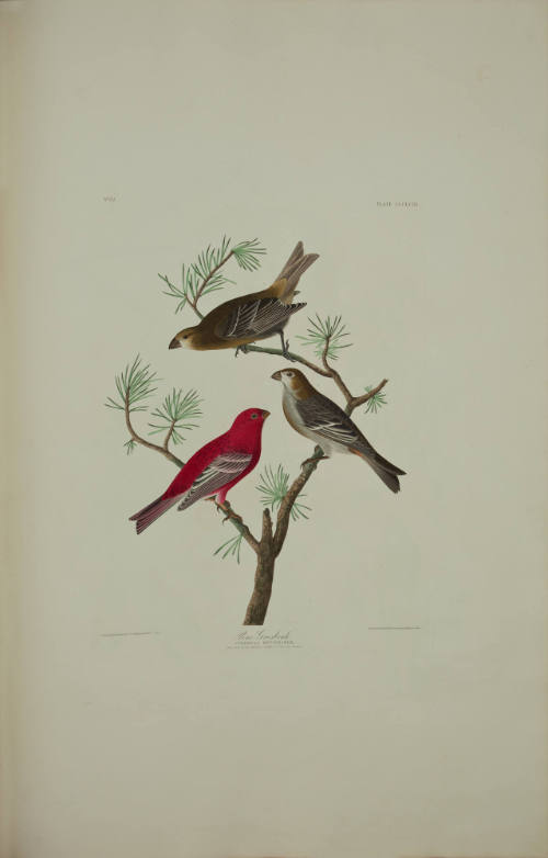 Pine Grosbeak