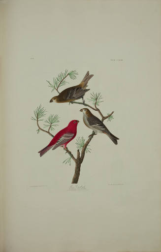 Pine Grosbeak