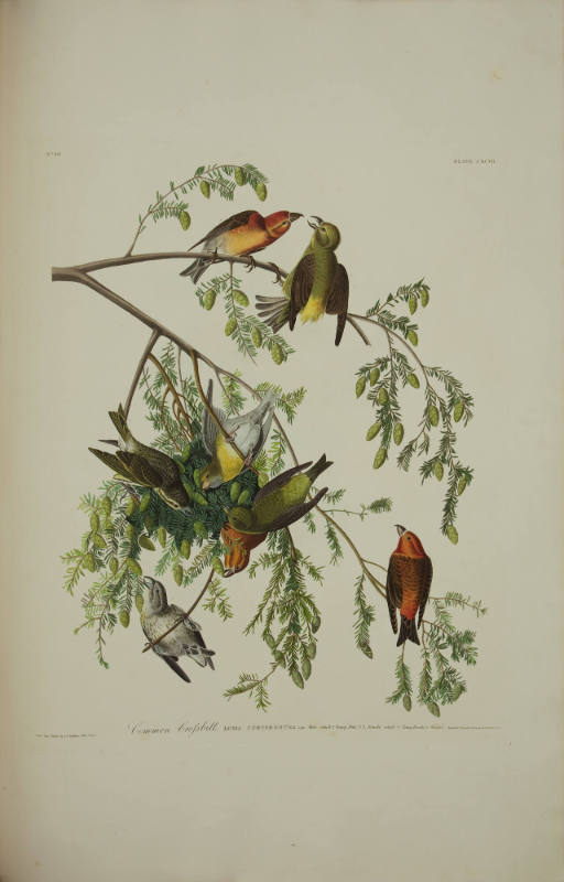 Common Grossbill