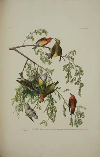Common Grossbill