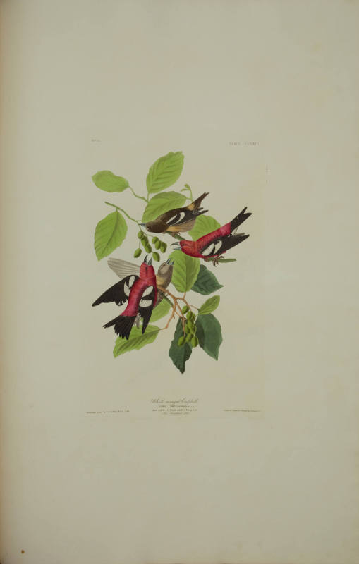 White-winged Crossbill