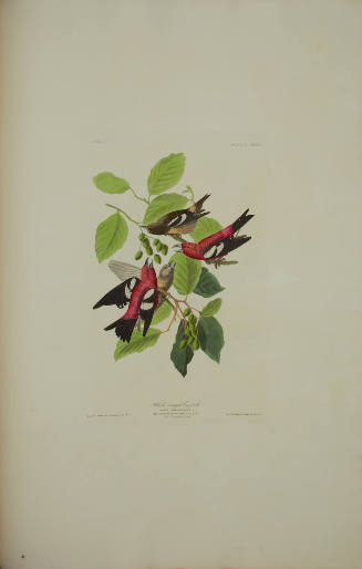 White-winged Crossbill