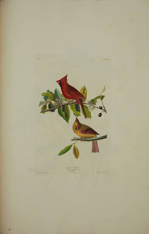 Cardinal Grosbeak