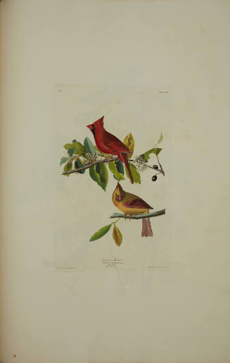 Cardinal Grosbeak