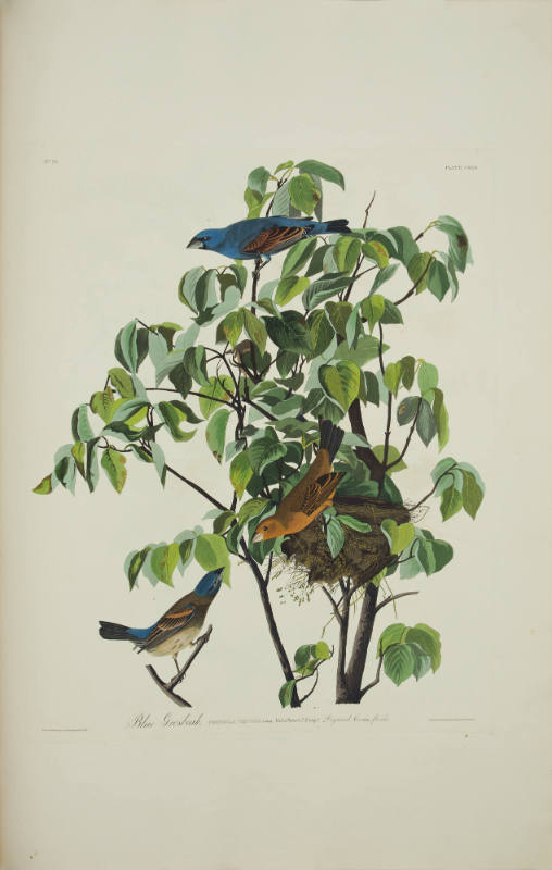 Blue Grosbeak