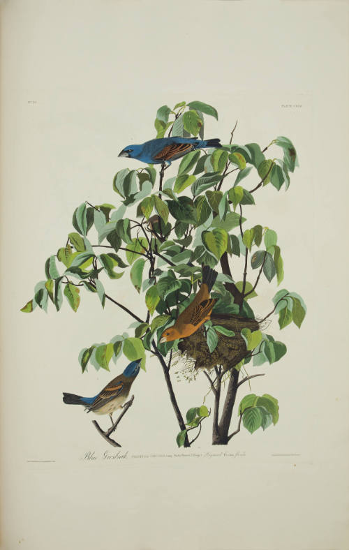 Blue Grosbeak