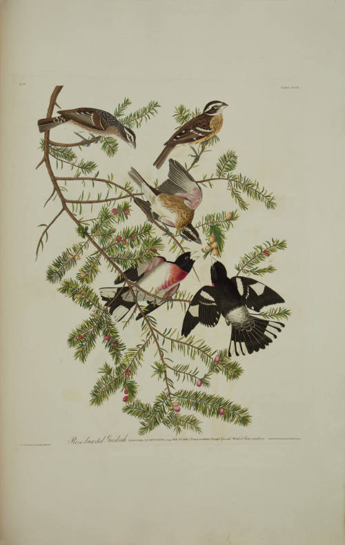 Rose-breasted Grosbeak